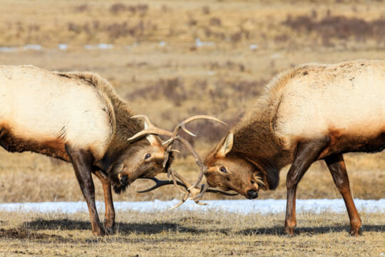 Bull Elk on the National Elk Refuge in Jackson Hole.