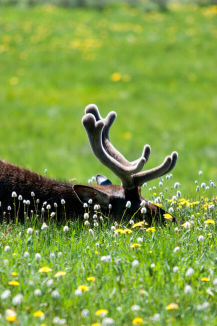 Bull elk in velvet sleeping in Yellowstone National Park