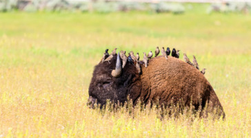 A Flock Of Birds Perched On The Back Of A Bedded Down Bison In Yellowstone National Park