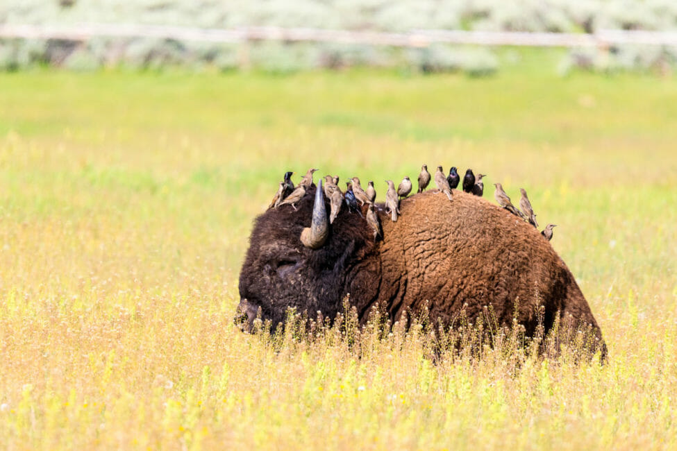 A Flock Of Birds Perched On The Back Of A Bedded Down Bison In Yellowstone National Park