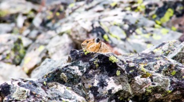 A Pika Spotted On A Rock In Yellowstone National Park