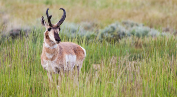 A Pronghorn Buck Standing In Tall, Summer Grass In Yellowstone National Park