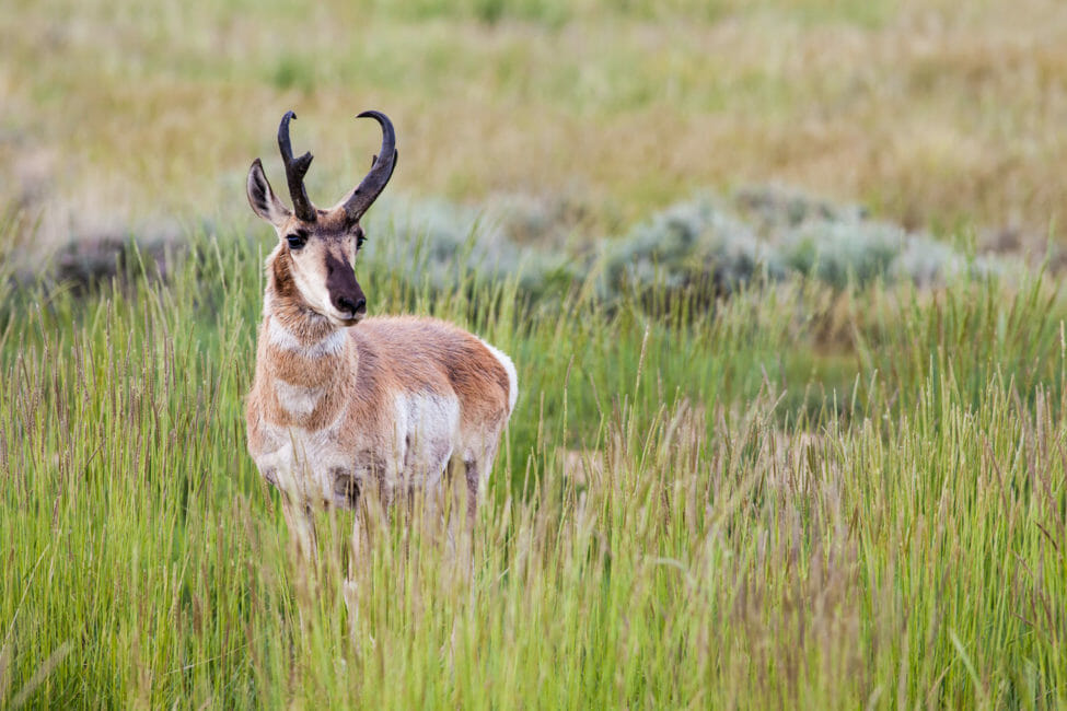 A Pronghorn Buck Standing In Tall, Summer Grass In Yellowstone National Park
