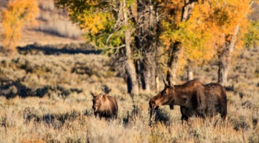 A Cow Moose And Calf Browsing Vegetation During Fall Color In Grand Teton National Park