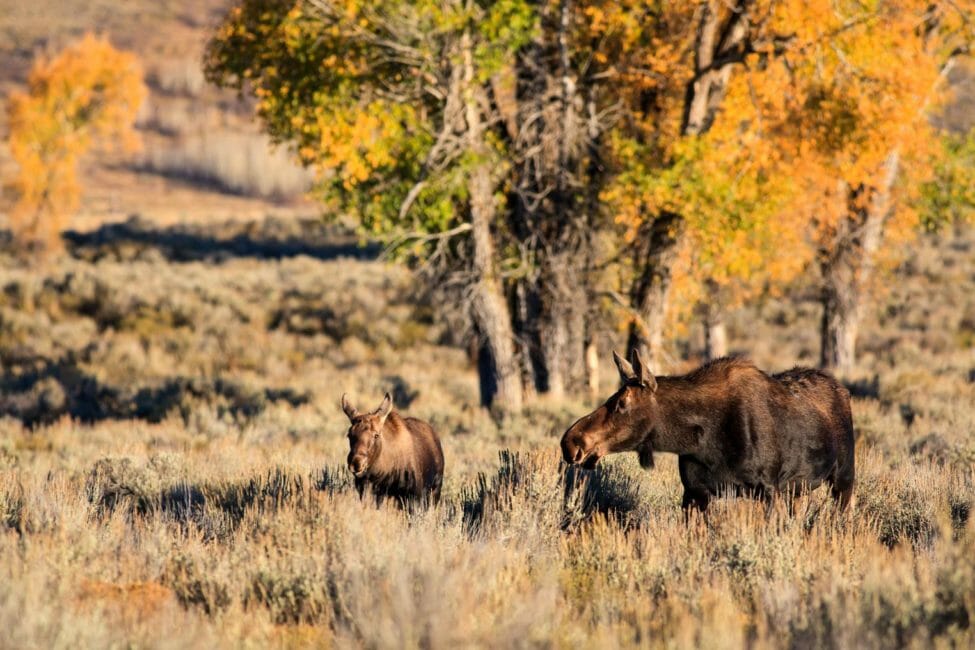 A Cow Moose And Calf Browsing Vegetation During Fall Color In Grand Teton National Park