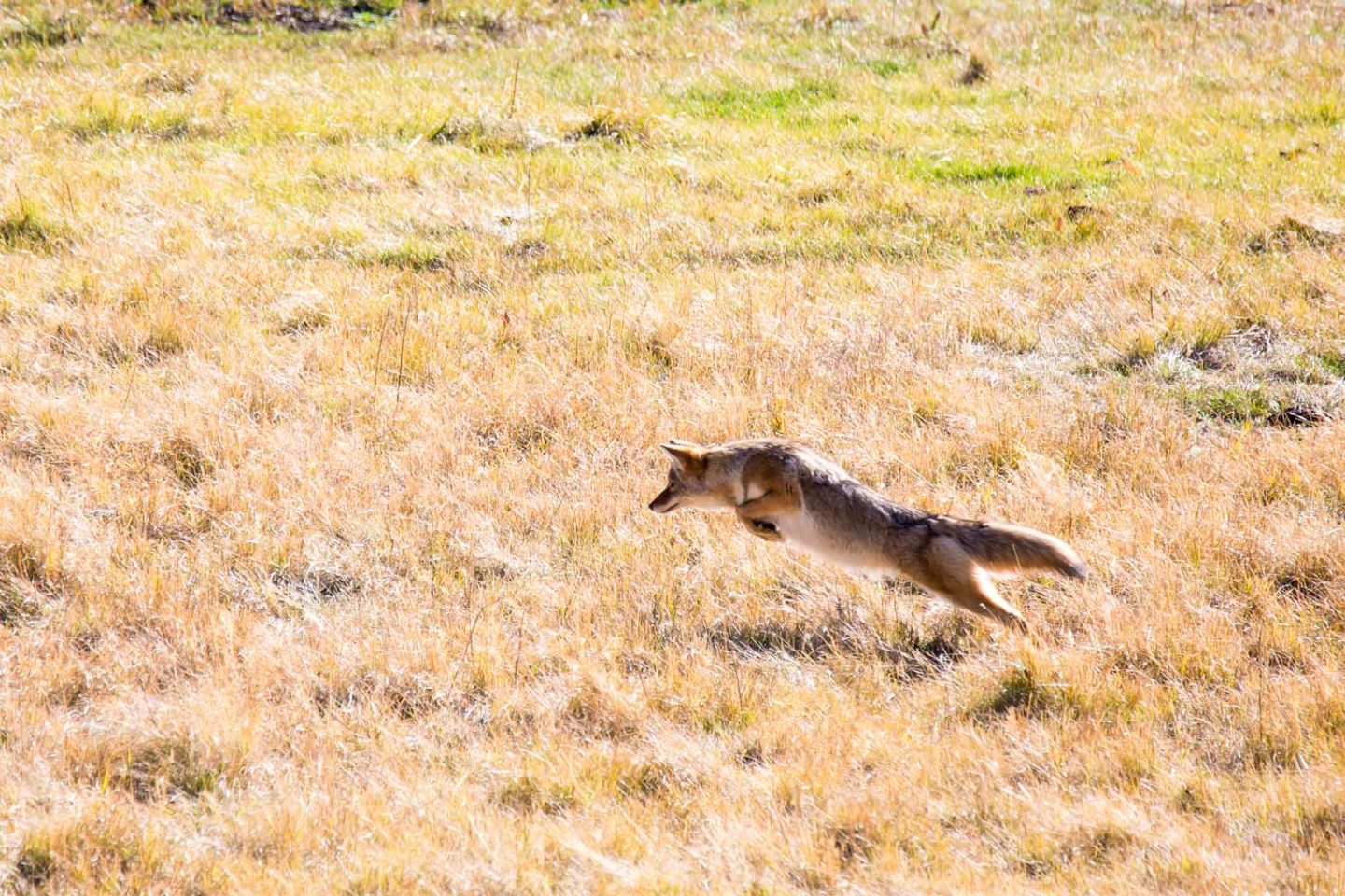 A Coyote Hunting For Rodents In A Field In Yellowstone National Park