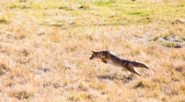 Coyote hunting for mice in a field