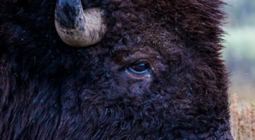 A Closeup Photograph Of A Bull Bison In Yellowstone National Park
