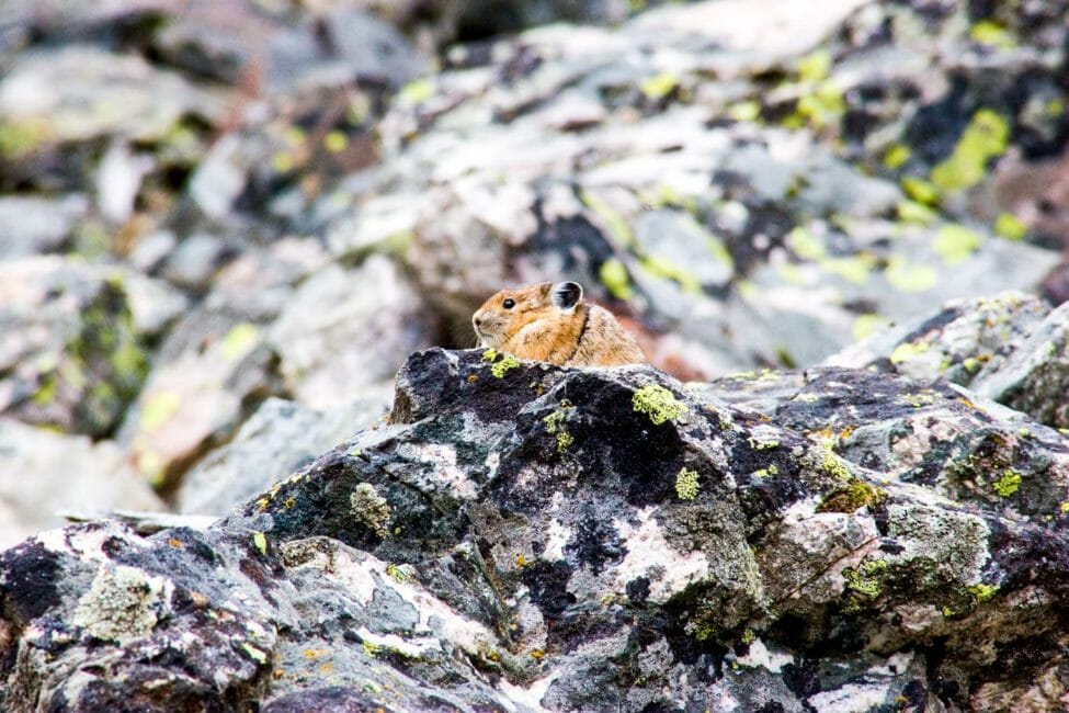 A Pika Spotted On A Rock In Yellowstone National Park