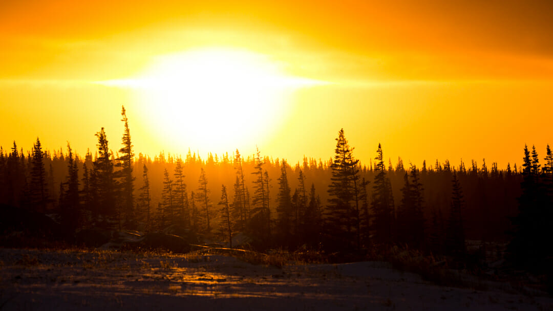 Sunset at Boreal Forest in Churchill Manitoba