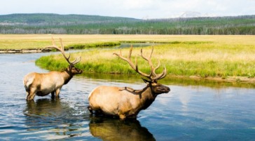 Two bull elk cool off in the Gibbon River