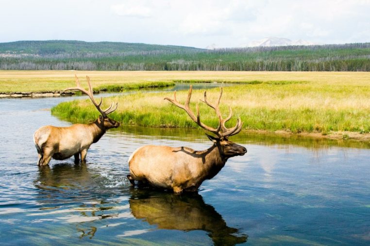 Two bull elk cool off in the Gibbon River