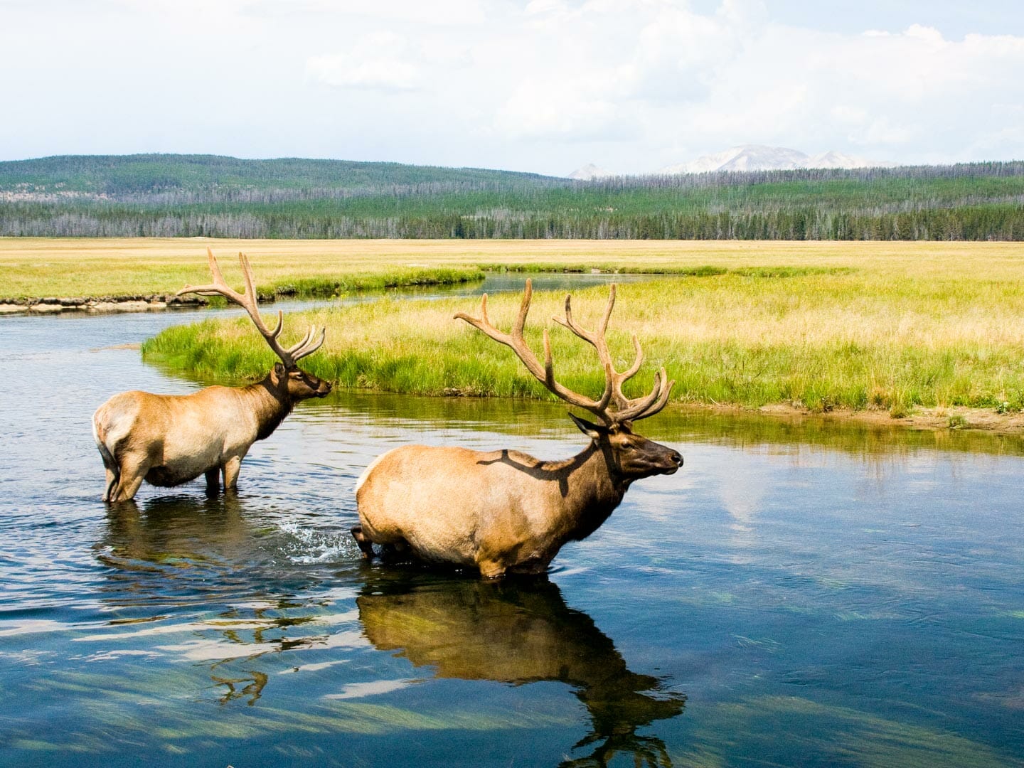 Two bull elk cool off in the Gibbon River