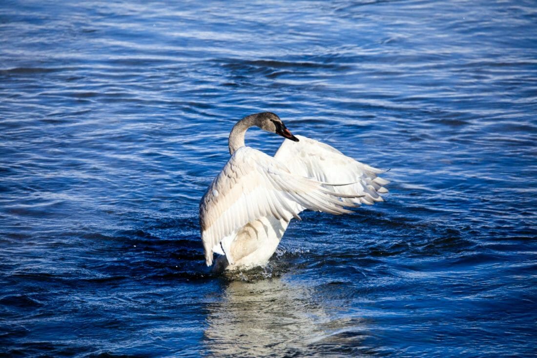 Trumpeter Swan in Jackson Hole