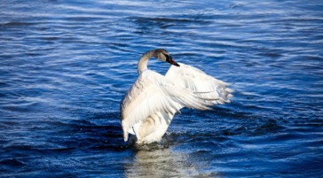 Trumpeter Swan in Jackson Hole