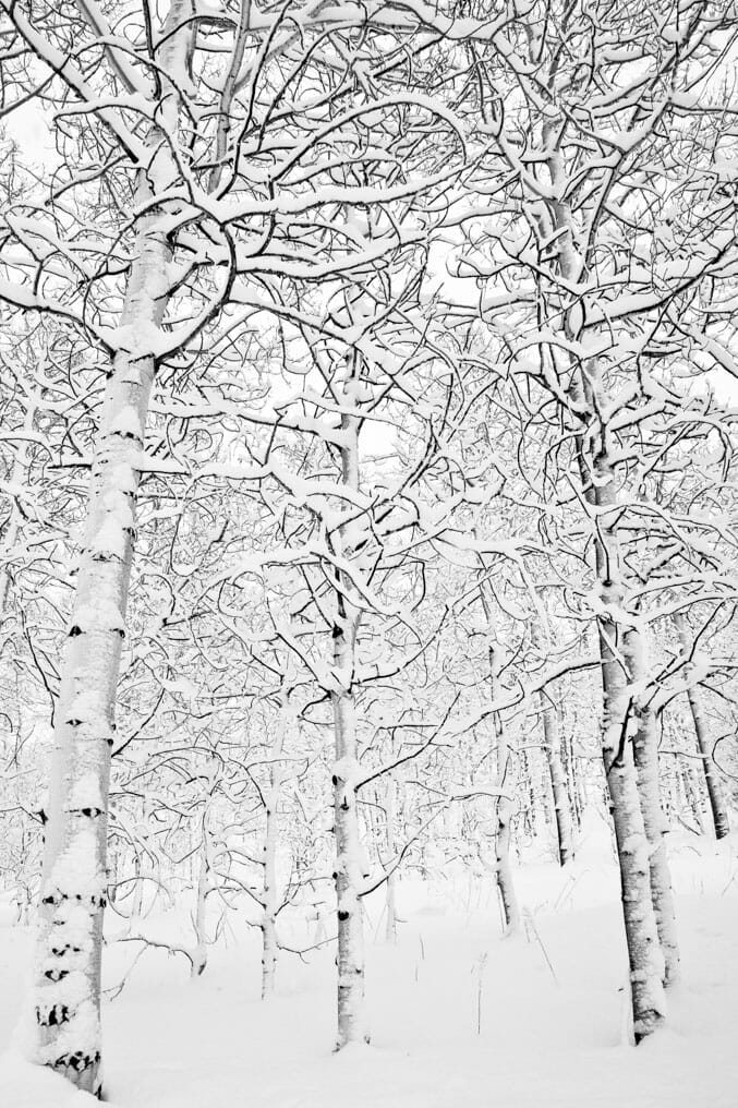 Snow covered Aspens in Jackson Hole