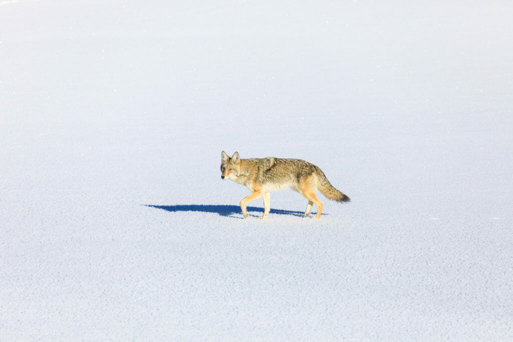 Wintering wildlife in Jackson Hole Wyoming