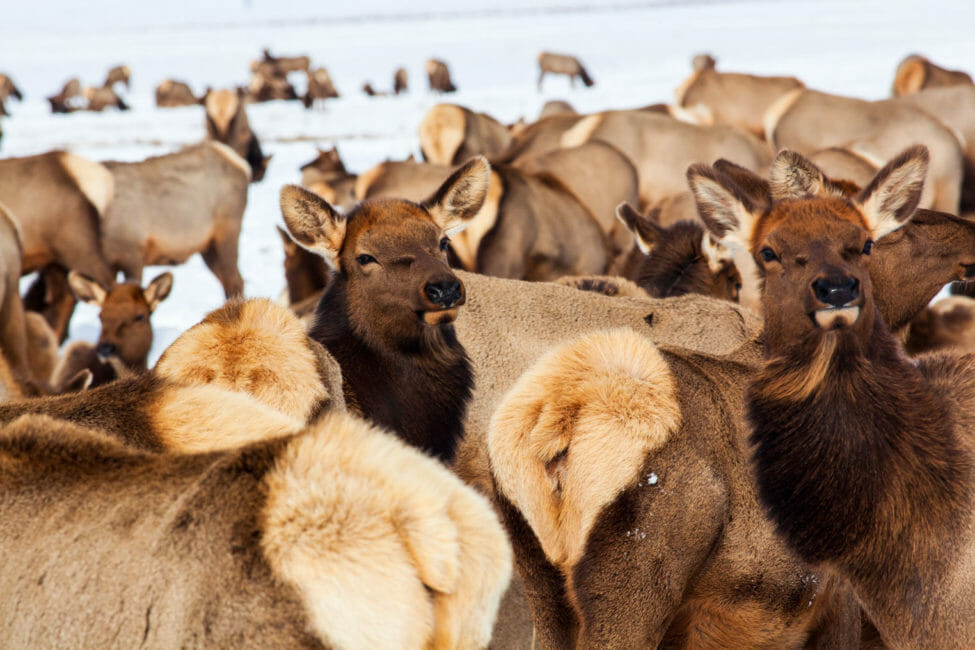 Elk herds national elk refuge jackson hole