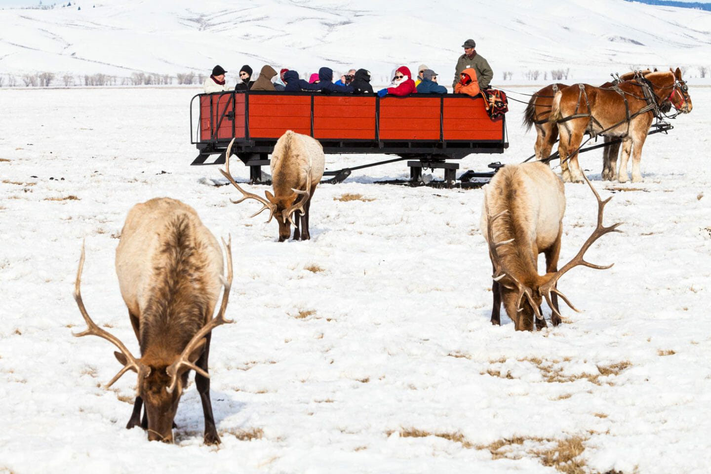 Elk refuge sleigh ride jackson hole