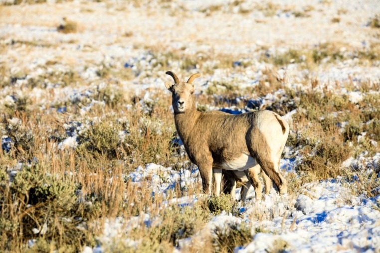 Female bighorn sheep National Elk Refuge