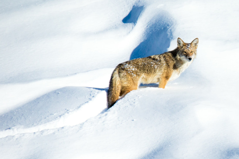 Coyote in Grand Teton National Park