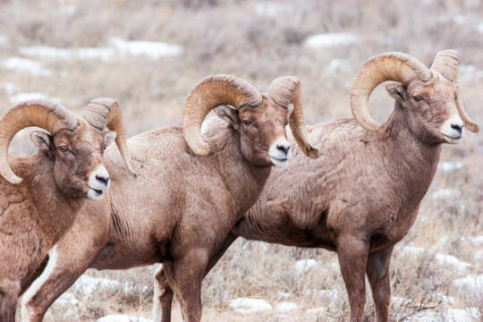 Bighorn sheep National Elk Refuge Jackson Hole