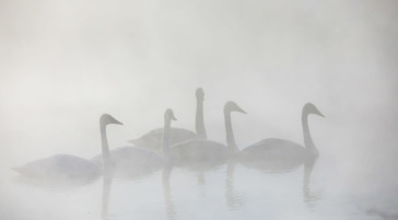 Swans in Grand Teton National Park during winter