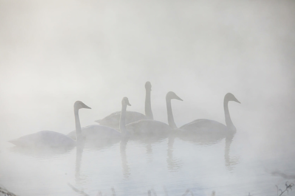 Swans in Grand Teton National Park during winter