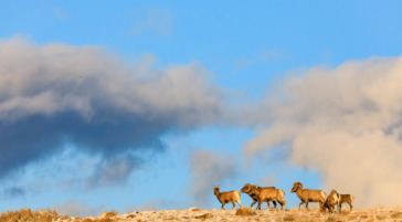 Bighorn sheep national elk refuge