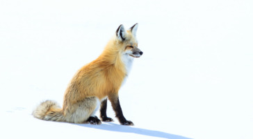 Red fox hunting a field