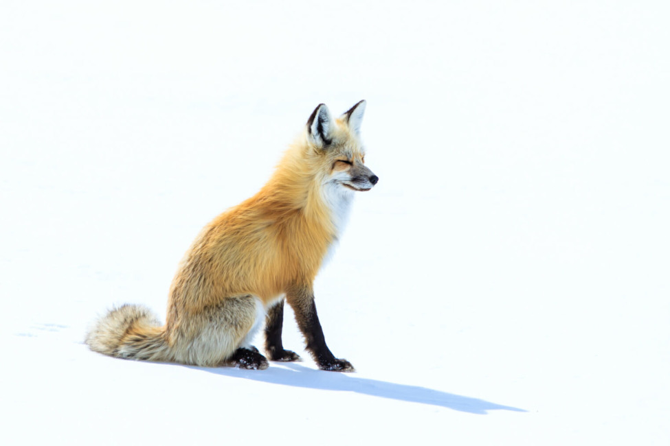 Red fox hunting a field