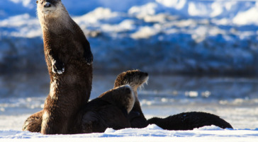Playful River Otters Pause At The Riverbank