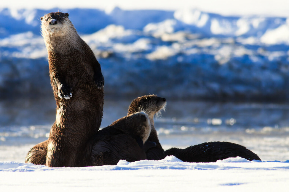 Playful River Otters Pause At The Riverbank