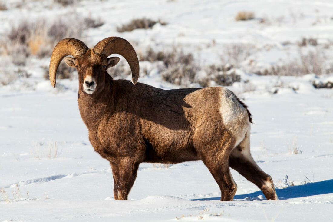 Bighorn Sheep Ram Jackson Hole