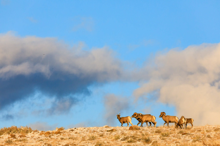 Bighorn sheep national elk refuge