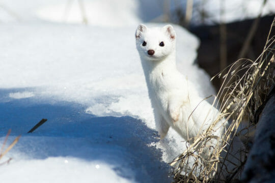Weasel in winter Jackson Hole