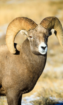 Bighorn sheep ram national elk refuge