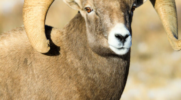 Bighorn sheep ram national elk refuge