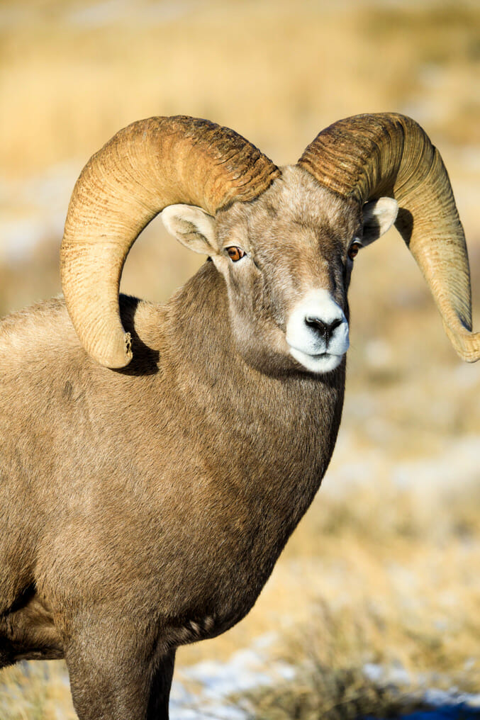Bighorn sheep ram national elk refuge