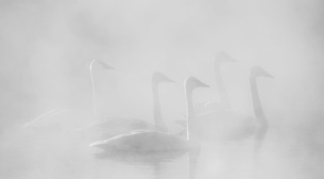 Trumpeter Swans in Jackson Hole Wyoming