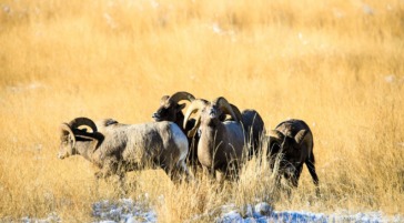 Bighorn sheep on the National Elk Refuge