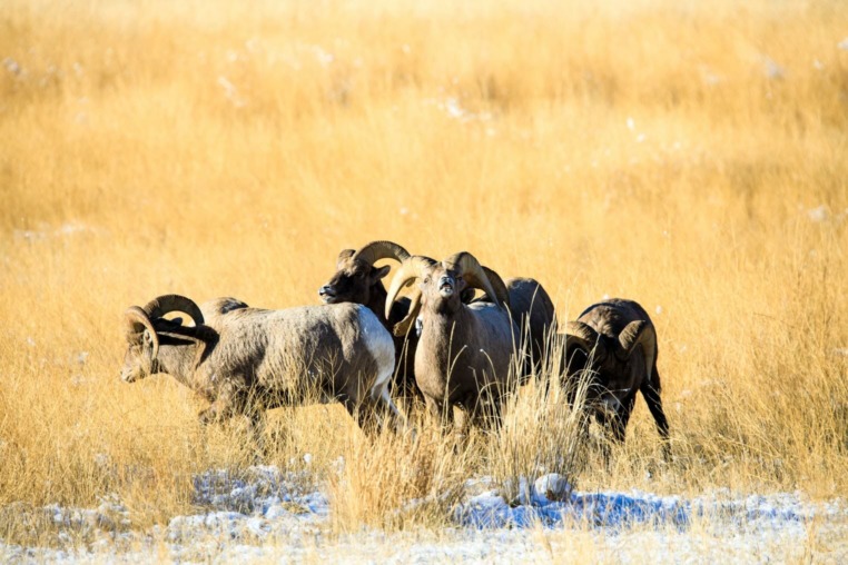 Bighorn sheep on the National Elk Refuge