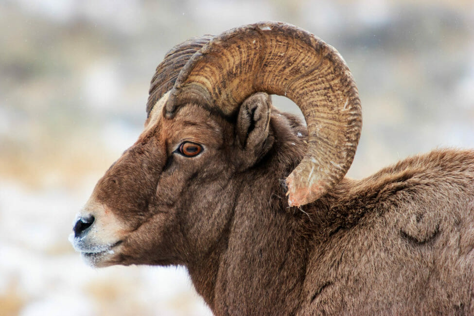 Bighorn sheep rams National Elk Refuge Jackson Hole