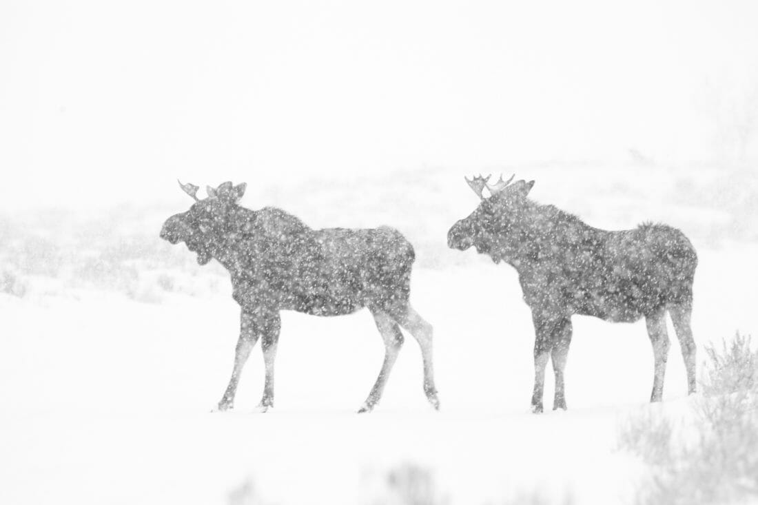 Bull moose in a snowstorm in Grand Teton National Park.