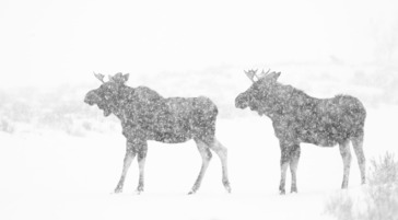 Bull moose in a snowstorm in Grand Teton National Park.