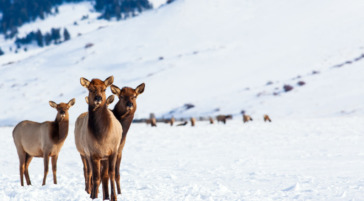 Cow elk on the National Elk Refuge