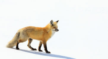 Red fox search for rodents under the snow