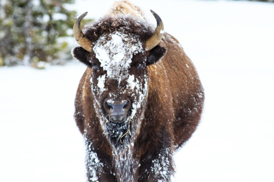Bison winter on the National Elk Refuge in Jackson Hole