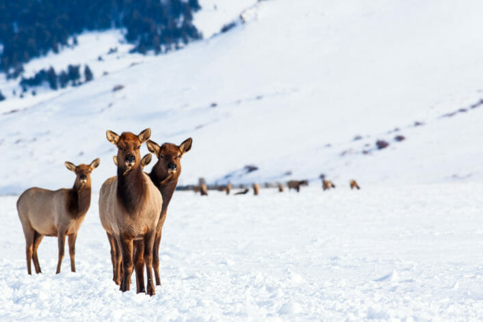 Cow elk on the National Elk Refuge