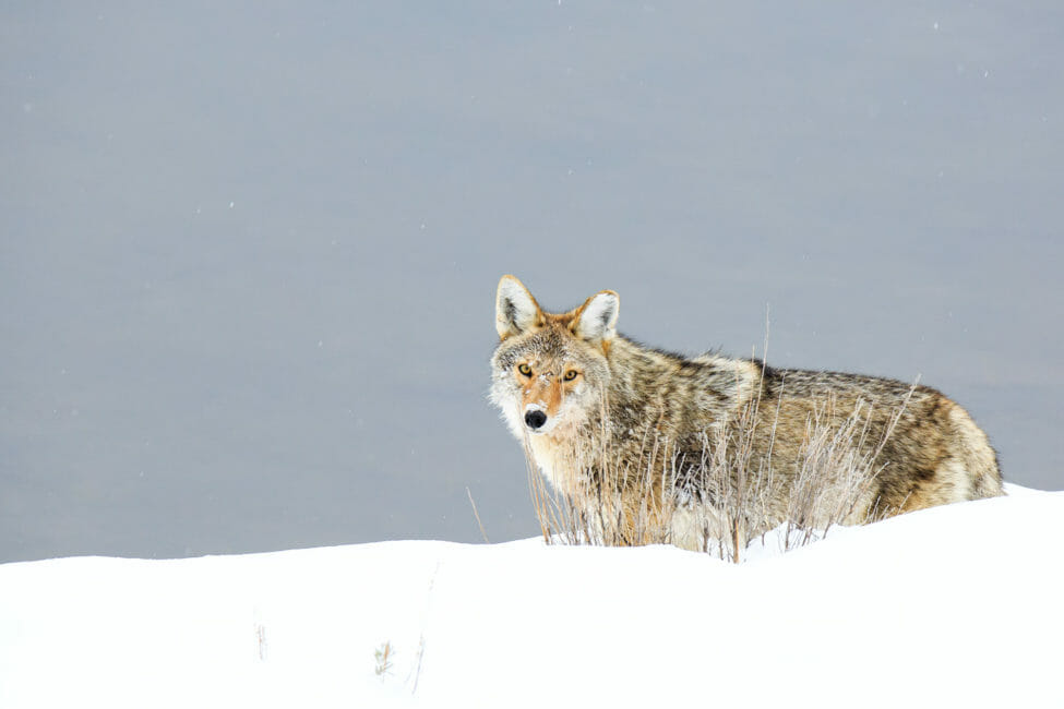 Coyote in Jackson Hole during winter